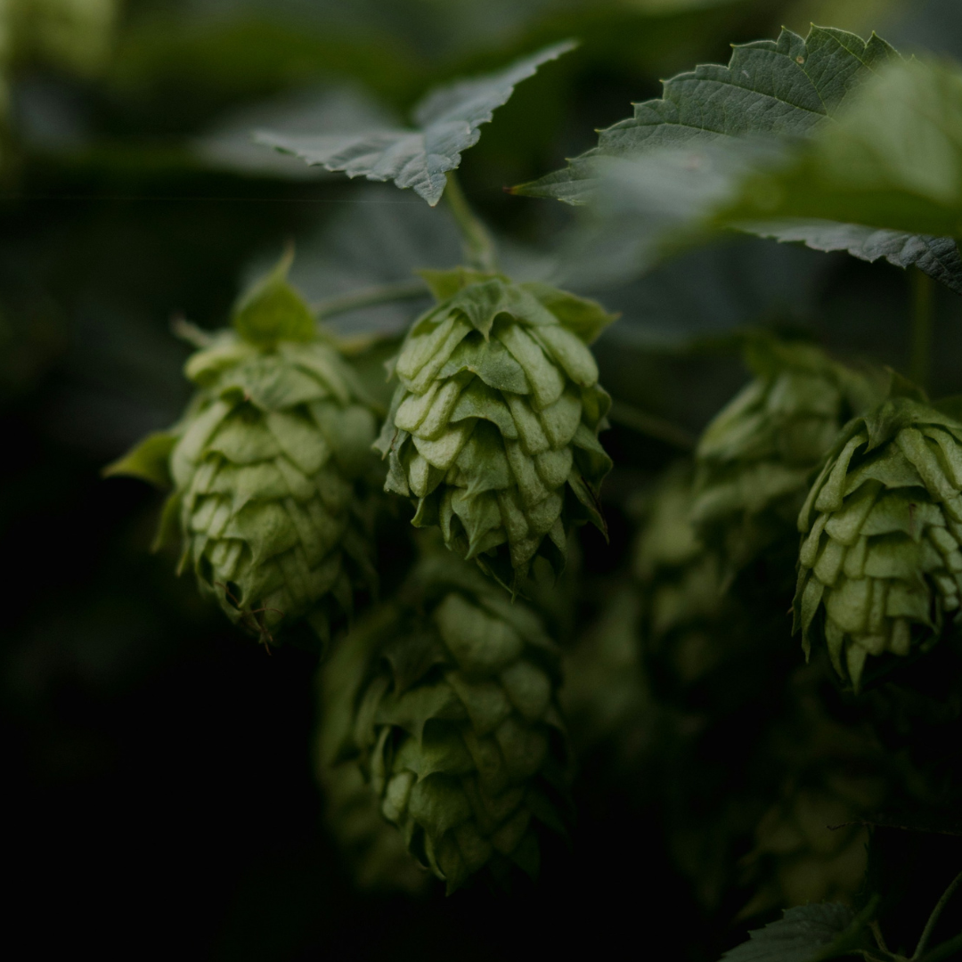 IPAs